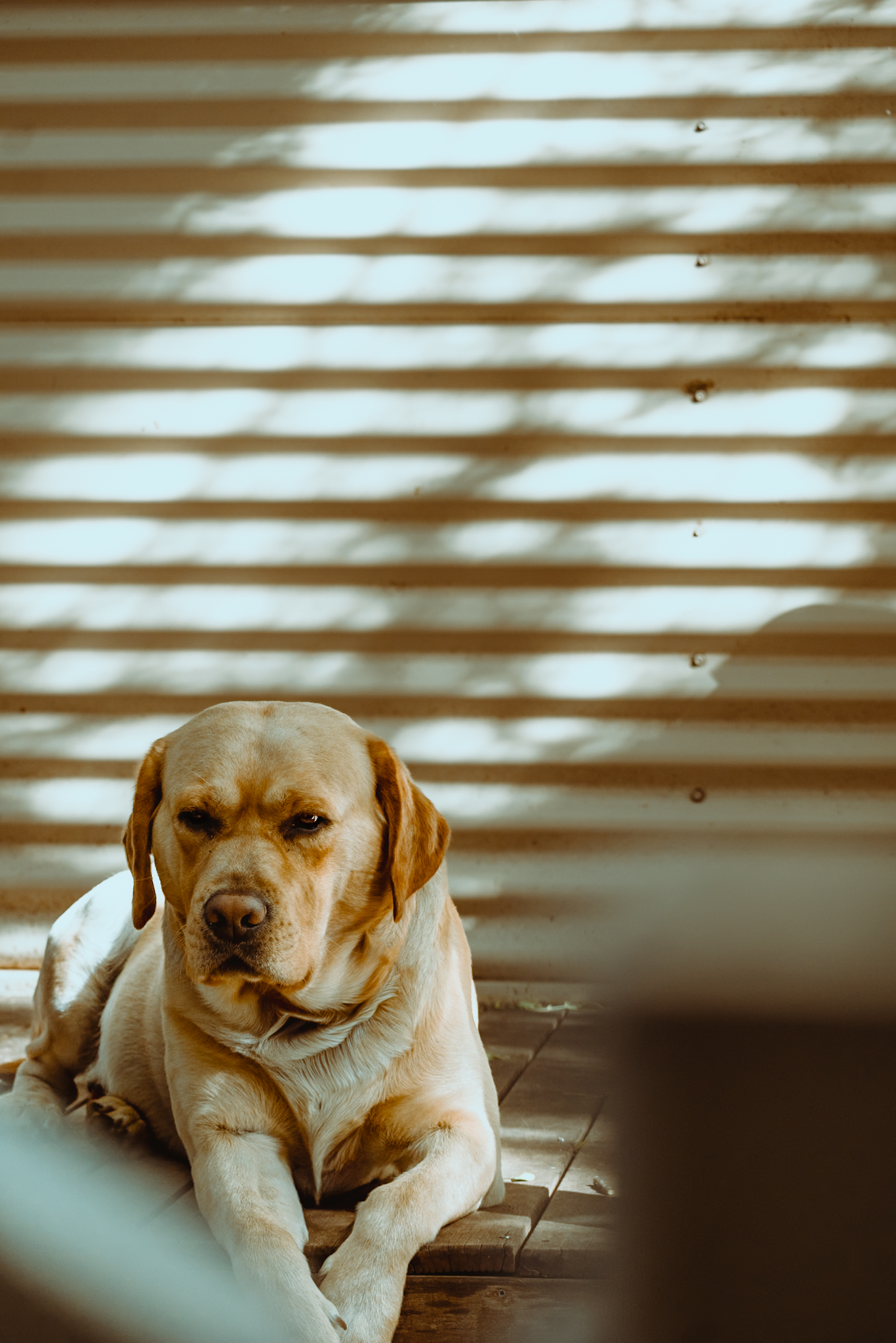 Pet Photographer in Perth